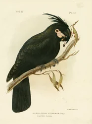 Palm Cockatoo, 1891